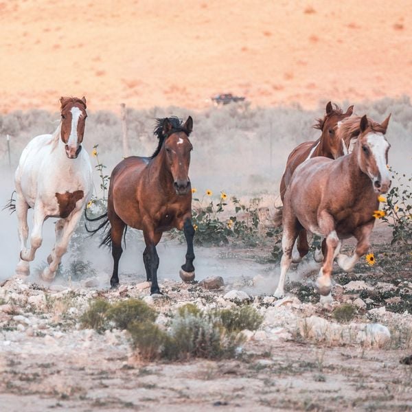 Produktbild: Pferde / Horses 2027