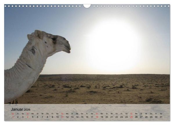 Produktbild: Kamele in der W&uuml;stensonne (Wandkalender 2026 DIN A3 quer), CALVENDO Monatskalender