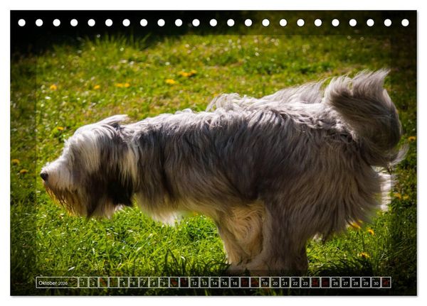 Produktbild: Bearded Collie, mein Freund (Tischkalender 2026 DIN A5 quer), CALVENDO Monatskalender