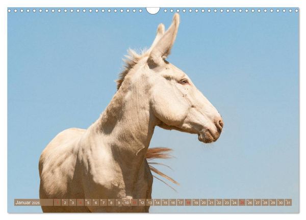 Produktbild: Lichtbringer - &Ouml;sterreichisch-Ungarische Barockesel (Wandkalender 2026 DIN A3 quer), CALVENDO Monatskalender
