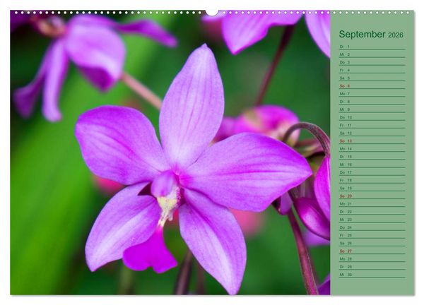Produktbild: Farbzauber Natur Orchideen - CH Version (Wandkalender 2026 DIN A2 quer), CALVENDO Monatskalender