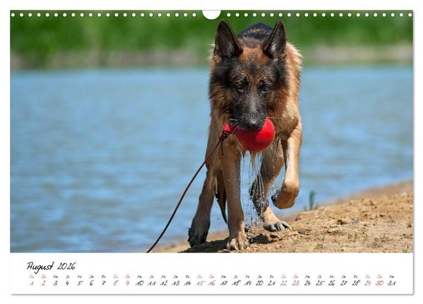 Produktbild: Deutsche Sch&auml;ferhunde - Traumhunde (Wandkalender 2026 DIN A3 quer), CALVENDO Monatskalender