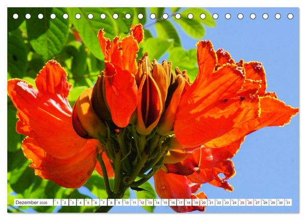 Produktbild: Asiatische Blumenpracht (Tischkalender 2026 DIN A5 quer), CALVENDO Monatskalender