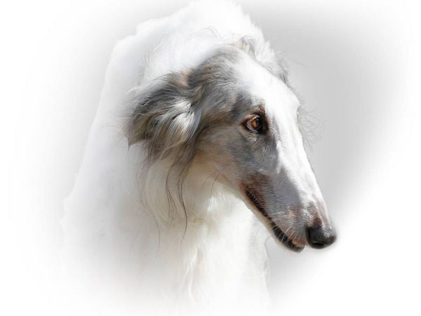 Produktbild: CALVENDO Puzzle Barsoi (Russischer Windhund) | 1000 Teile Lege-Gr&ouml;&szlig;e 64x48cm Foto-Puzzle f&uuml;r gl&uuml;ckliche Stunden