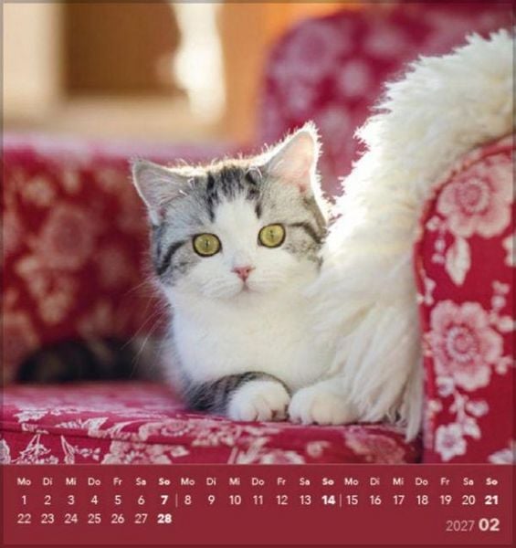 Produktbild: Schmusekatzen 2027