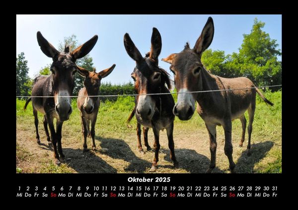 Produktbild: Welt der Tiere 2025 Fotokalender DIN A3