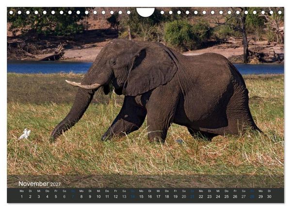 Produktbild: Elefanten (Wandkalender 2027 DIN A4 quer), CALVENDO Monatskalender