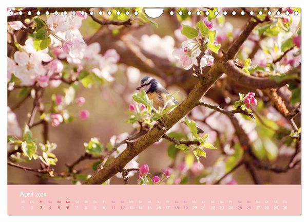 Produktbild: Zeitenwandel - Ein Jahr in der Natur (Wandkalender 2026 DIN A4 quer), CALVENDO Monatskalender