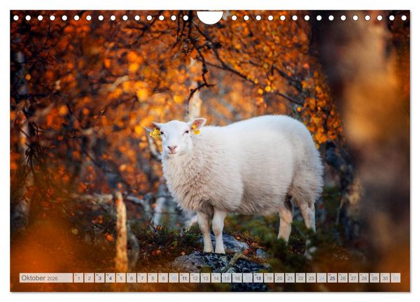 Produktbild: Schafe - Raues Wetter, weiche Wolle (Wandkalender 2026 DIN A4 quer), CALVENDO Monatskalender