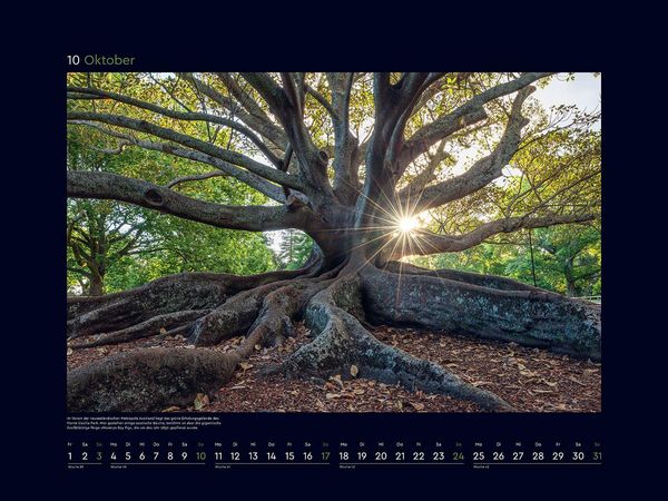 Produktbild: Alte B&auml;ume, Sinnbilder des Lebens - KUNTH Wandkalender 2027