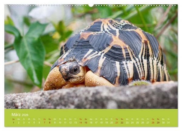 Produktbild: Meine Schildkr&ouml;ten (Wandkalender 2026 DIN A2 quer), CALVENDO Monatskalender