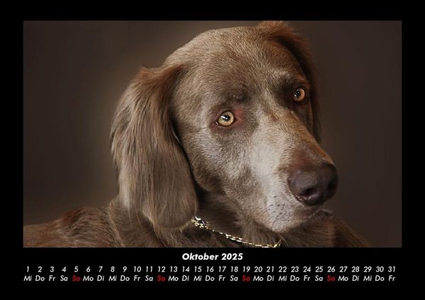 Produktbild: Hundezauber 2025 Fotokalender DIN A3