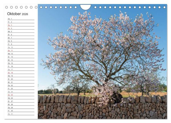 Produktbild: Emotionale Momente: Mandeln (Wandkalender 2026 DIN A4 quer), CALVENDO Monatskalender