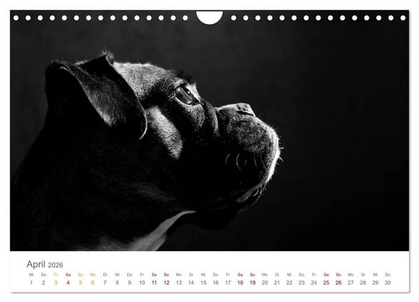 Produktbild: Hundeportraits Fine Art (Wandkalender 2026 DIN A4 quer), CALVENDO Monatskalender