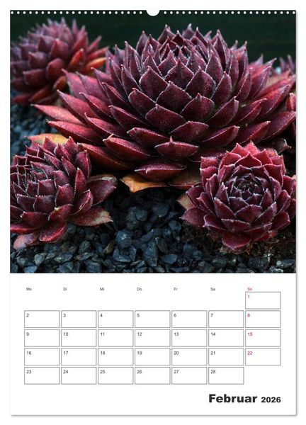 Produktbild: Ich liebe Sempervivum (hochwertiger Premium Wandkalender 2026 DIN A2 hoch), Kunstdruck in Hochglanz