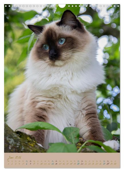 Produktbild: Pl&uuml;schige Katzen im Garten (Wandkalender 2026 DIN A3 hoch), CALVENDO Monatskalender