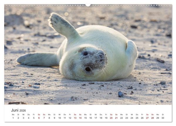 Produktbild: Junge Kegelrobben (hochwertiger Premium Wandkalender 2026 DIN A2 quer), Kunstdruck in Hochglanz