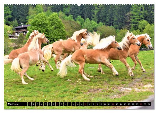 Produktbild: Pferde im Passeiertal (Wandkalender 2026 DIN A2 quer), CALVENDO Monatskalender