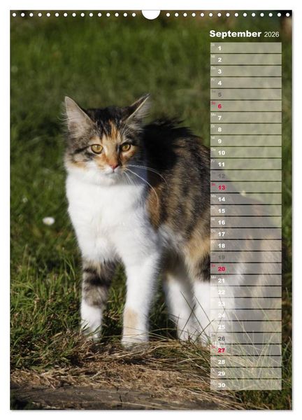 Produktbild: Hauskatzen (Wandkalender 2026 DIN A3 hoch), CALVENDO Monatskalender