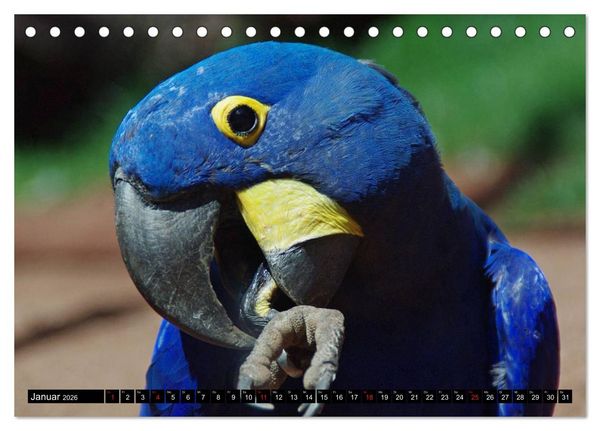 Produktbild: Brasilien. Sonne, Natur und Samba (Tischkalender 2026 DIN A5 quer), CALVENDO Monatskalender