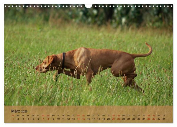 Produktbild: Magyar Vizsla - Ungarischer Vorstehhund (Wandkalender 2026 DIN A3 quer), CALVENDO Monatskalender