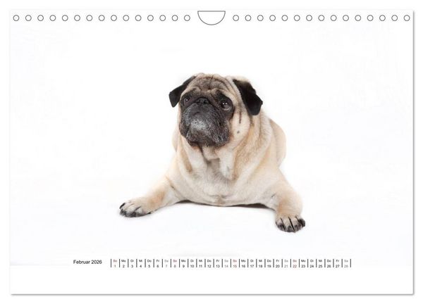 Produktbild: Mops - unwiderstehlich und charmant (Wandkalender 2026 DIN A4 quer), CALVENDO Monatskalender
