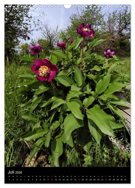 Produktbild: WILDBLUMEN (Wandkalender 2026 DIN A3 hoch), CALVENDO Monatskalender