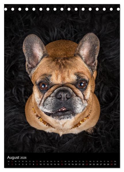 Produktbild: Bullyzauber - Franz&ouml;sische Bulldoggen (Tischkalender 2026 DIN A5 hoch), CALVENDO Monatskalender