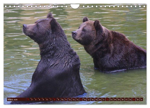 Produktbild: B&auml;ren (Wandkalender 2026 DIN A4 quer), CALVENDO Monatskalender
