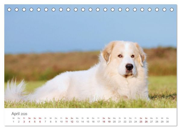 Produktbild: Pyren&auml;enberghunde (Tischkalender 2026 DIN A5 quer), CALVENDO Monatskalender