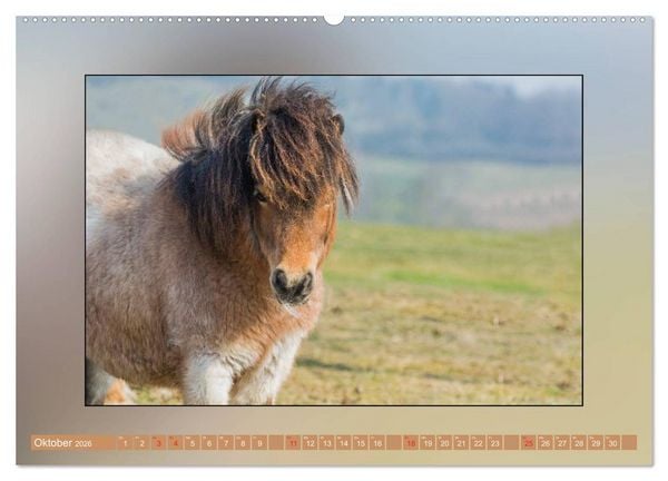 Produktbild: Pferde Vom Minishetty bis zum Kaltblut (Wandkalender 2026 DIN A2 quer), CALVENDO Monatskalender