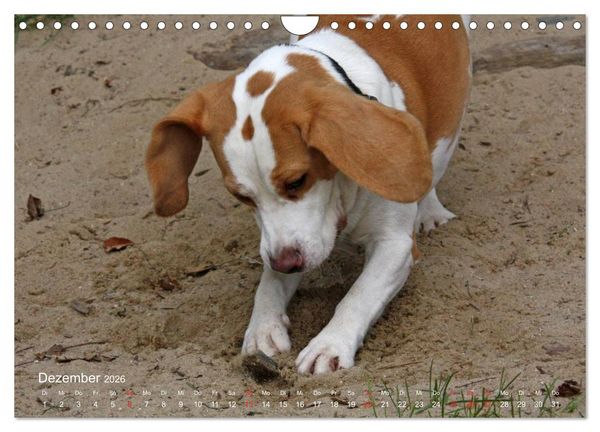 Produktbild: Beagle (Wandkalender 2026 DIN A4 quer), CALVENDO Monatskalender