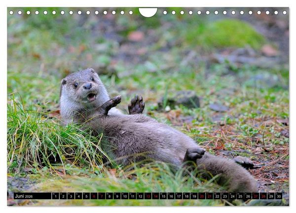 Produktbild: Fischotter, flinke J&auml;ger (Wandkalender 2026 DIN A4 quer), CALVENDO Monatskalender