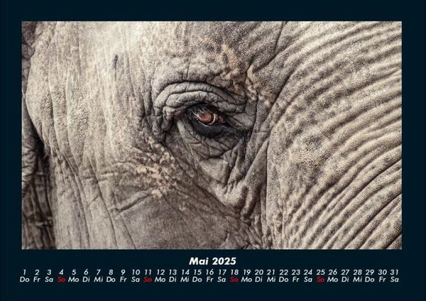 Produktbild: Elefanten - Die sanften Riesen Afrikas 2025 Fotokalender DIN A4
