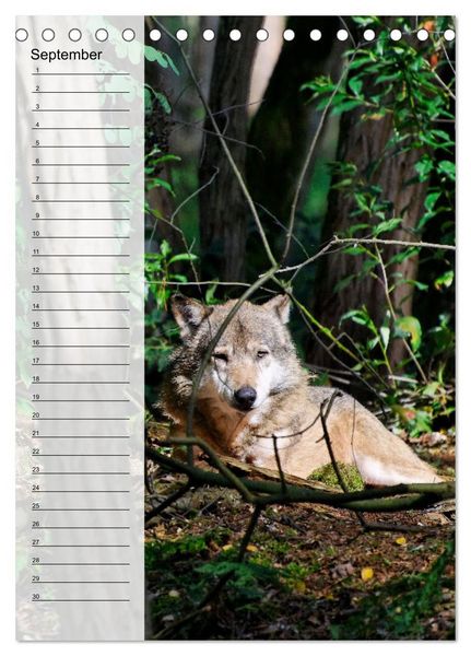 Produktbild: Der Wolf - Isegrim in den heimischen W&auml;ldern - Kalender 2026 (Tischkalender 2026 DIN A5 hoch), CALVENDO Monatskalender
