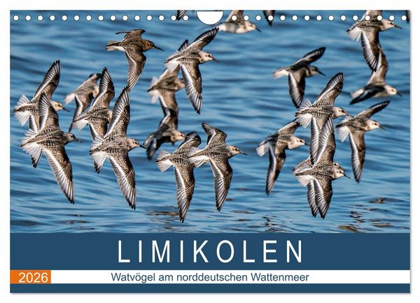 Limikolen - Watvögel am norddeutschen Wattenmeer (Wandkalender 2026 DIN A4 quer), CALVENDO Monatskalender