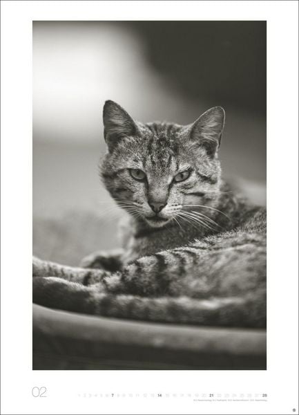 Produktbild: Cats Edition Kalender 2027