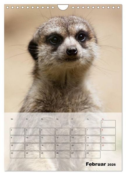 Produktbild: Erdm&auml;nnchen - Afrikas liebenswerte Zwerge (Wandkalender 2026 DIN A4 hoch), CALVENDO Monatskalender