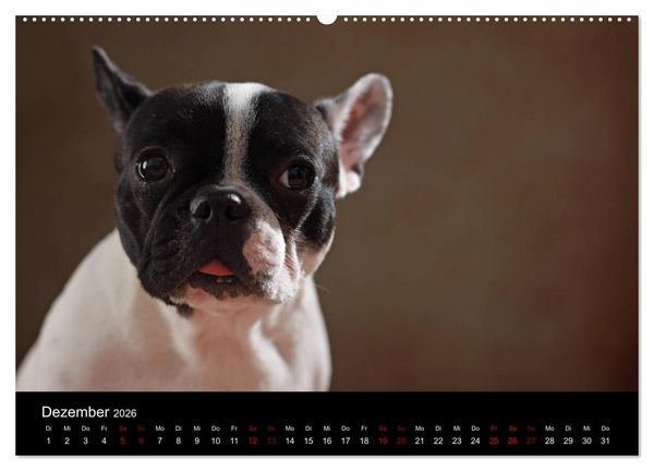 Produktbild: Charme auf vier Pfoten - Franz&ouml;sische Bulldoggen Portraits (hochwertiger Premium Wandkalender 2026 DIN A2 quer), Kunstdruck in Hochglanz