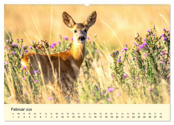 Produktbild: Scheue Wildtiere in heimischen W&auml;ldern und Bergen (hochwertiger Premium Wandkalender 2026 DIN A2 quer), Kunstdruck in Hochglanz