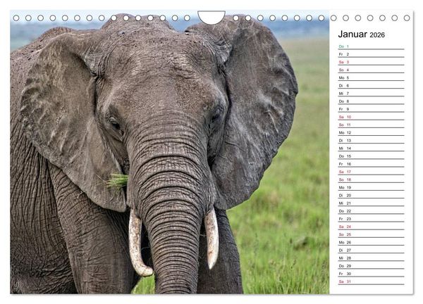 Produktbild: Elefanten . Wildlife in Kenia (Wandkalender 2026 DIN A4 quer), CALVENDO Monatskalender