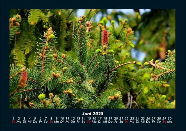 Produktbild: B&auml;ume 2025 Fotokalender DIN A4