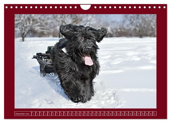 Produktbild: Herz auf vier Pfoten - Briard (Wandkalender 2026 DIN A4 quer), CALVENDO Monatskalender