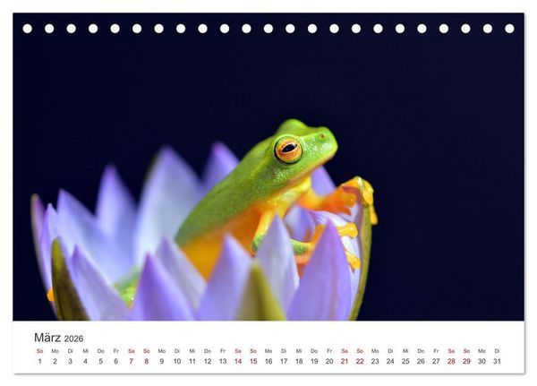 Produktbild: Fr&ouml;sche - Die wundersch&ouml;ne Welt der bunten H&uuml;pfer. (Tischkalender 2026 DIN A5 quer), CALVENDO Monatskalender