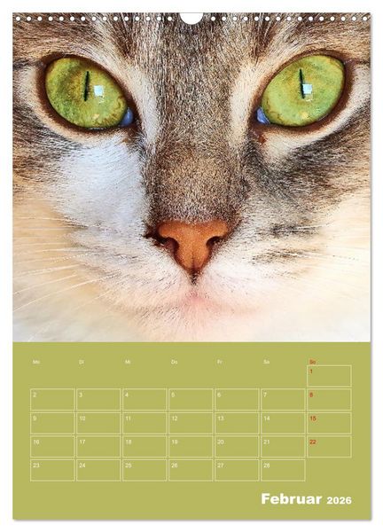 Produktbild: Cat Faces - Charakterstarke Katzengesichter ganz nah (Wandkalender 2026 DIN A3 hoch), CALVENDO Monatskalender
