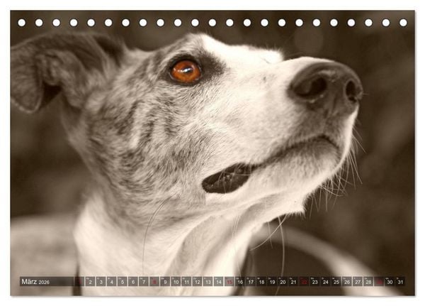 Produktbild: Galgo eye-catcher (Tischkalender 2026 DIN A5 quer), CALVENDO Monatskalender