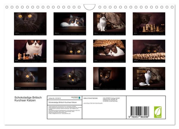 Produktbild: Schokoladige Britisch Kurzhaar Katzen (Wandkalender 2026 DIN A4 quer), CALVENDO Monatskalender