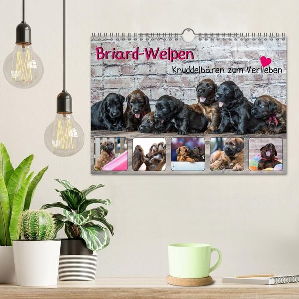 Produktbild: Briard-Welpen - Knuddelb&auml;ren zum Verlieben (Wandkalender 2026 DIN A4 quer), CALVENDO Monatskalender