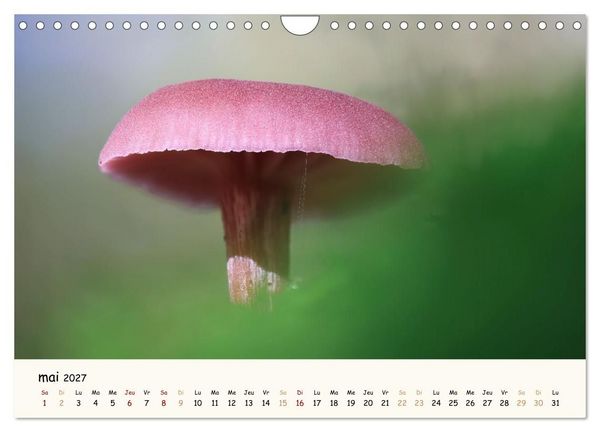 Produktbild: Champignons magiques (Calendrier mural 2027 DIN A4 vertical), CALVENDO calendrier mensuel