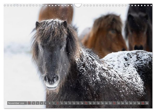 Produktbild: Islandpferde - Reise in ihre wilde Heimat (Wandkalender 2026 DIN A3 quer), CALVENDO Monatskalender